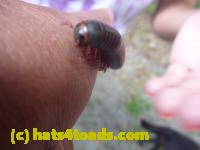 /home//u458753944/public_html/sourcegallery//////////////////Insects and small critters/millipedes and centipedes/P1130869.JPG